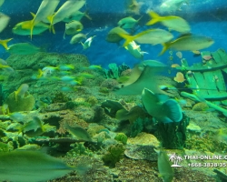 Pattaya Underwater World поездка Тайланд 107