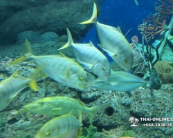 Pattaya Underwater World поездка Тайланд 34