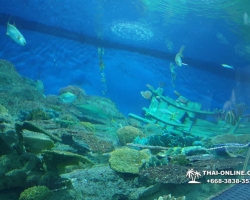 Pattaya Underwater World поездка Seven Countries Патайя Тайланд 73