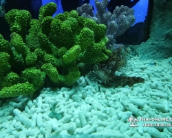 Pattaya Underwater World поездка Тайланд 118