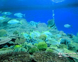 Pattaya Underwater World поездка Тайланд 105