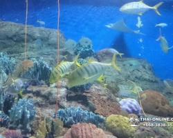 Pattaya Underwater World поездка Тайланд 29