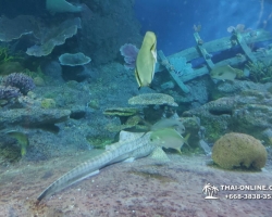 Pattaya Underwater World поездка Seven Countries Патайя Тайланд 78