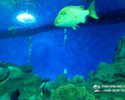 Pattaya Underwater World поездка Seven Countries Патайя Тайланд 80