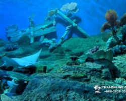 Pattaya Underwater World поездка Тайланд 23