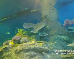 Pattaya Underwater World поездка Seven Countries Патайя Тайланд 94