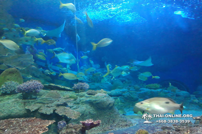 Pattaya Underwater World поездка Seven Countries Патайя Тайланд 58