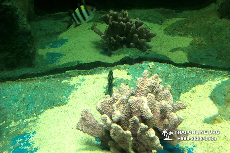 Океанариум Underwater World экскурсия в Паттайе фото 40