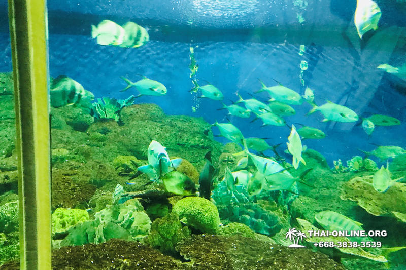 Океанариум Underwater World экскурсия в Паттайе фото 13