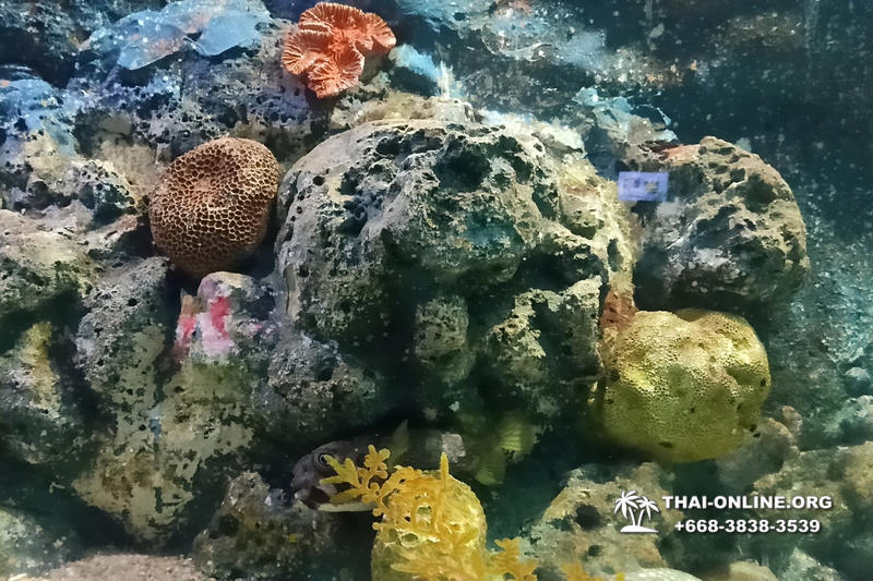 Океанариум Underwater World экскурсия в Паттайе фото 32