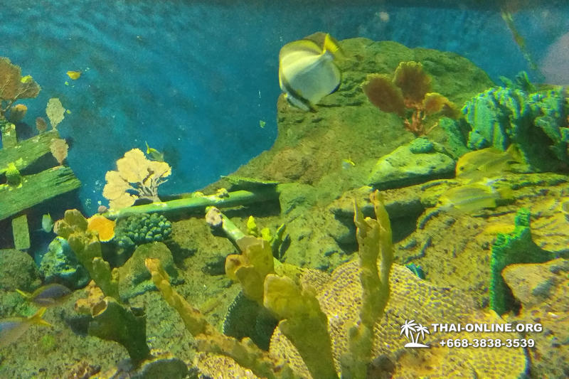 Океанариум Underwater World экскурсия в Паттайе фото 47