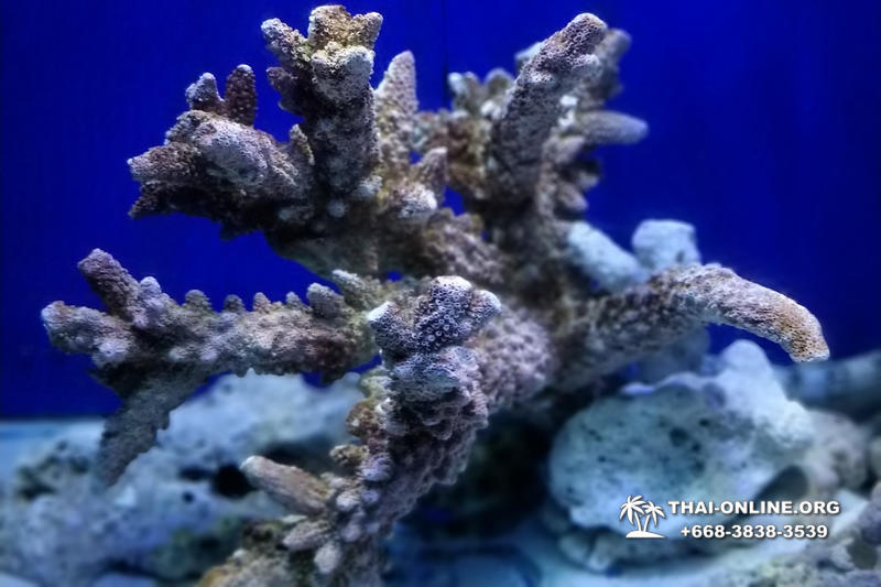 Океанариум Underwater World экскурсия в Паттайе фото 8