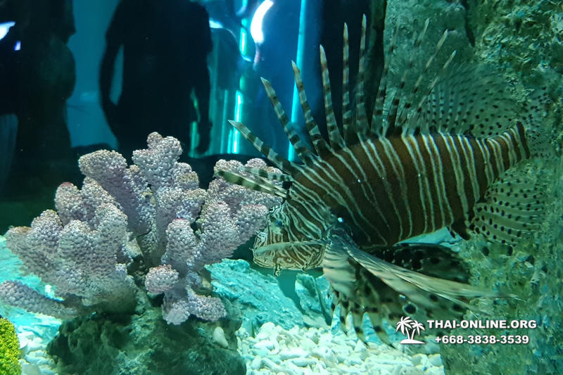 Pattaya Underwater World поездка Тайланд 26