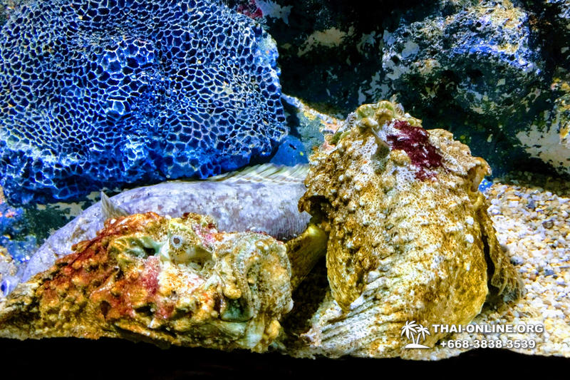 Океанариум Underwater World экскурсия в Паттайе фото 1