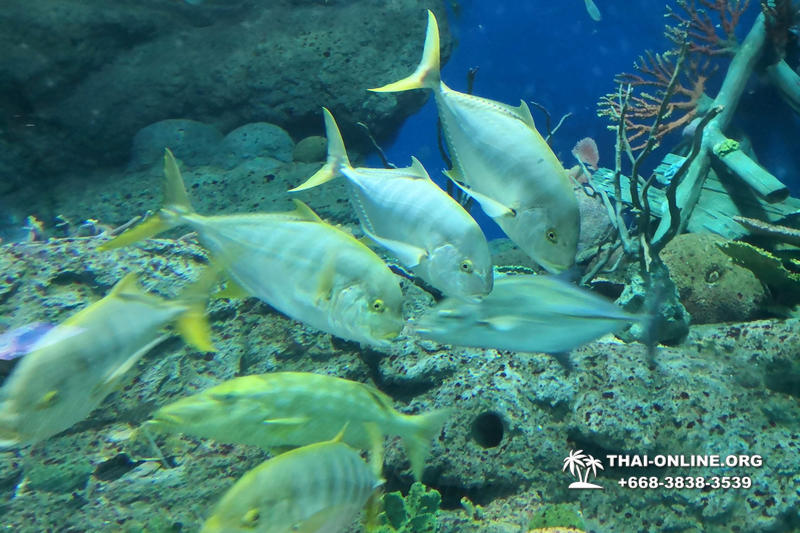 Pattaya Underwater World поездка Тайланд 34