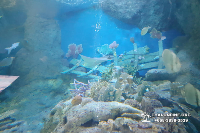 Pattaya Underwater World поездка Seven Countries Патайя Тайланд 83
