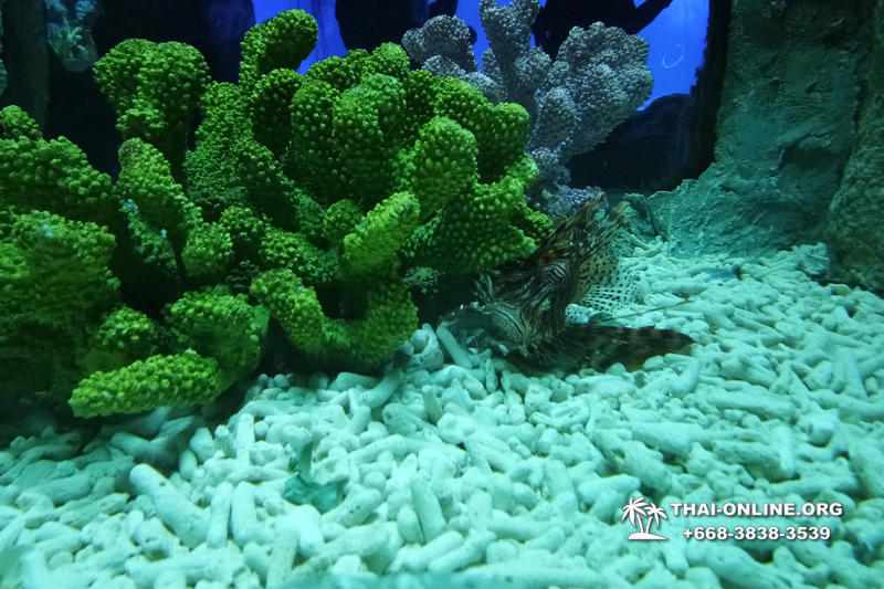 Океанариум Underwater World экскурсия в Паттайе фото 49