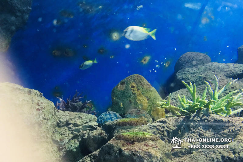 Pattaya Underwater World поездка Seven Countries Патайя Тайланд 55