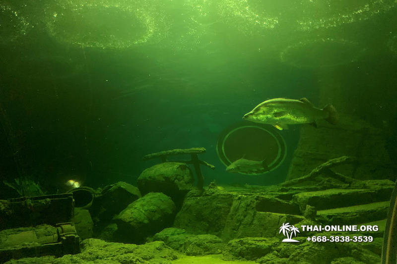 Океанариум Underwater World экскурсия в Паттайе фото 29