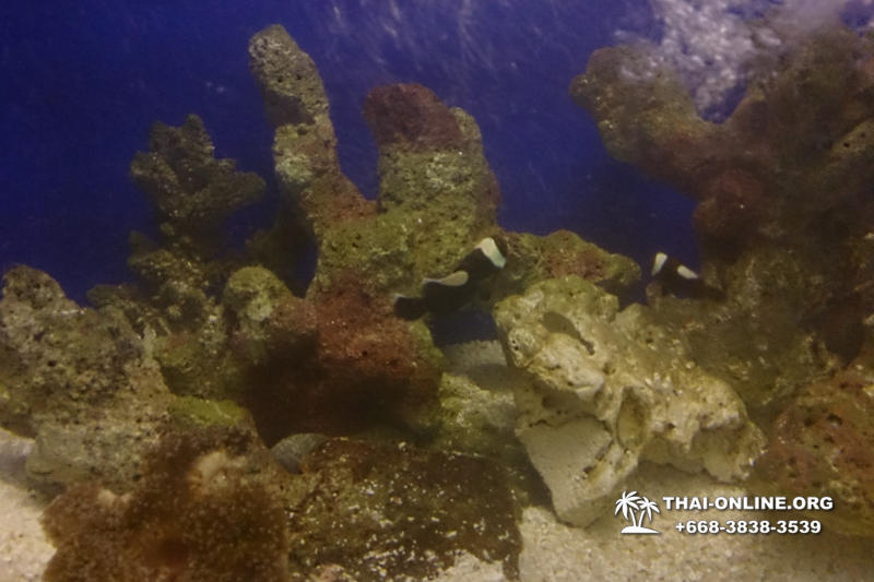 Океанариум Underwater World экскурсия в Паттайе фото 21