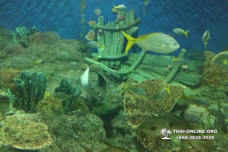 Pattaya Underwater World поездка Seven Countries Патайя Тайланд 88