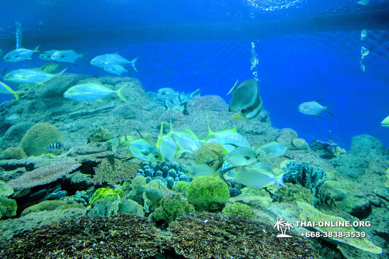 Pattaya Underwater World поездка Тайланд 14