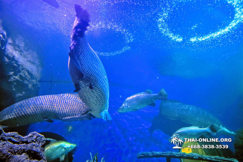 Pattaya Underwater World поездка Тайланд 42