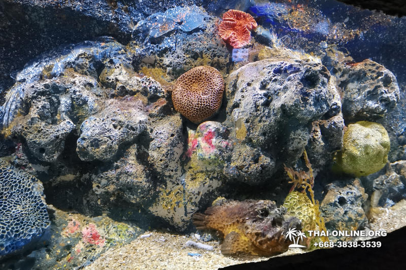 Океанариум Underwater World экскурсия в Паттайе фото 37