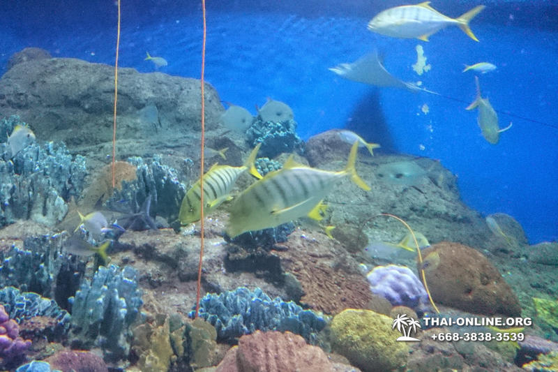 Pattaya Underwater World поездка Тайланд 44