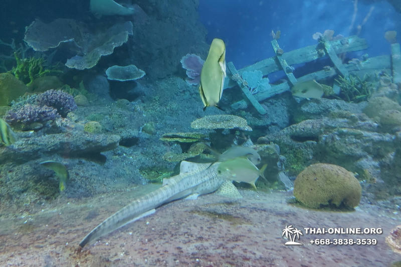 Pattaya Underwater World поездка Seven Countries Патайя Тайланд 78