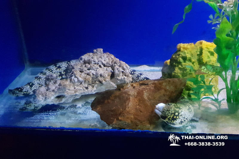 Океанариум Underwater World экскурсия в Паттайе фото 3