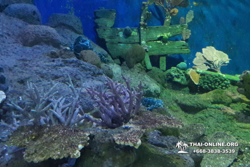 Pattaya Underwater World поездка Тайланд 47