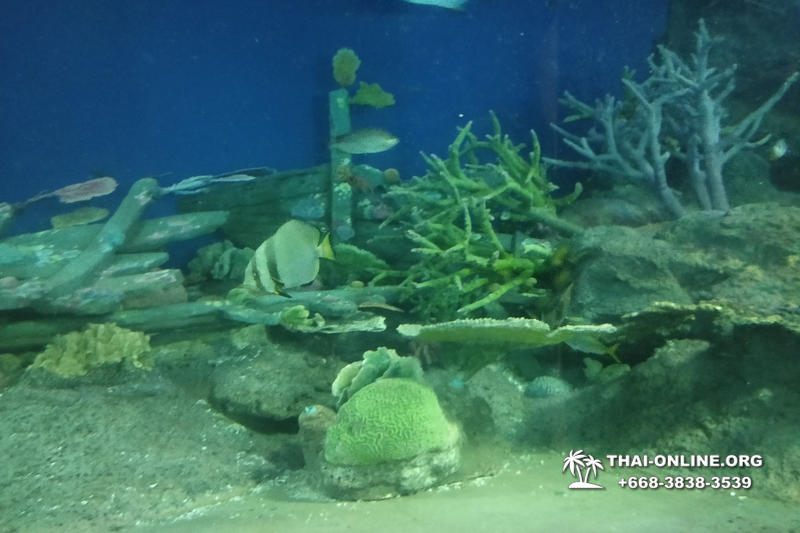 Pattaya Underwater World поездка Seven Countries Патайя Тайланд 114