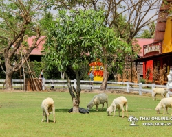 Овечья ферма поездка Таиланд 16