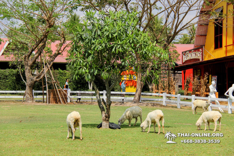 Овечья ферма поездка Таиланд 16