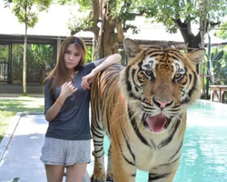 Тигровый парк поездка Таиланд, играть с тигрятами в Паттайе - фото 151