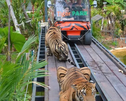 Тигровый парк поездка Таиланд, играть с тигрятами в Паттайе - фото 120