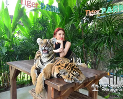Тигровый парк поездка Таиланд, играть с тигрятами в Паттайе - фото 131