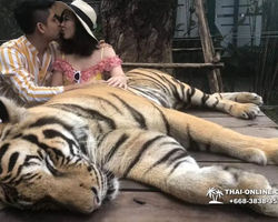 Тигровый парк поездка Таиланд, играть с тигрятами в Паттайе - фото 168