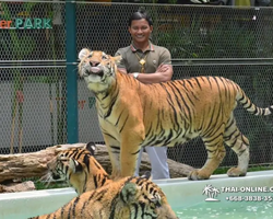 Тигровый парк поездка Таиланд, играть с тигрятами в Паттайе - фото 119