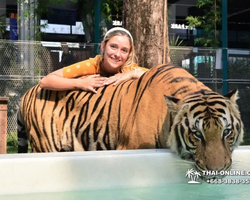 Тигровый парк поездка Таиланд, играть с тигрятами в Паттайе - фото 51