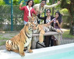 Тигровый парк поездка Таиланд, играть с тигрятами в Паттайе - фото 52