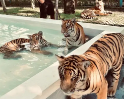 Тигровый парк поездка Таиланд, играть с тигрятами в Паттайе - фото 165