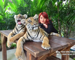 Тигровый парк поездка Таиланд, играть с тигрятами в Паттайе - фото 160