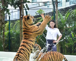 Тигровый парк поездка Таиланд, играть с тигрятами в Паттайе - фото 127