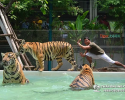 Тигровый парк поездка Таиланд, играть с тигрятами в Паттайе - фото 155
