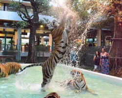 Тигровый парк поездка Таиланд, играть с тигрятами в Паттайе - фото 137