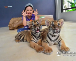 Тигровый парк поездка Таиланд 31