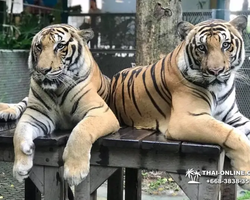 Тигровый парк поездка Таиланд, играть с тигрятами в Паттайе - фото 74