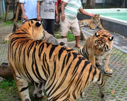 Тигровый парк поездка Таиланд, играть с тигрятами в Паттайе - фото 132